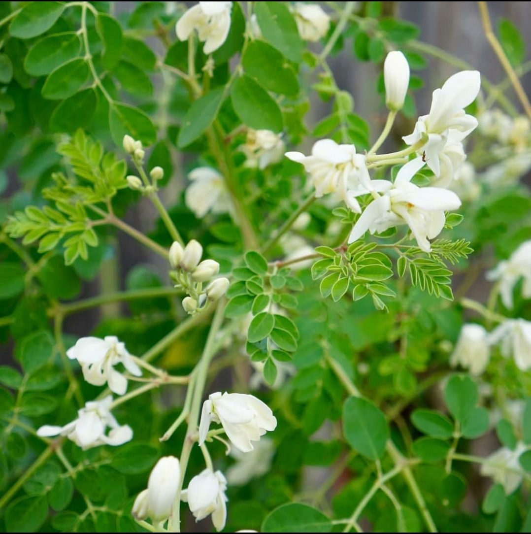 Moringa - Image 3
